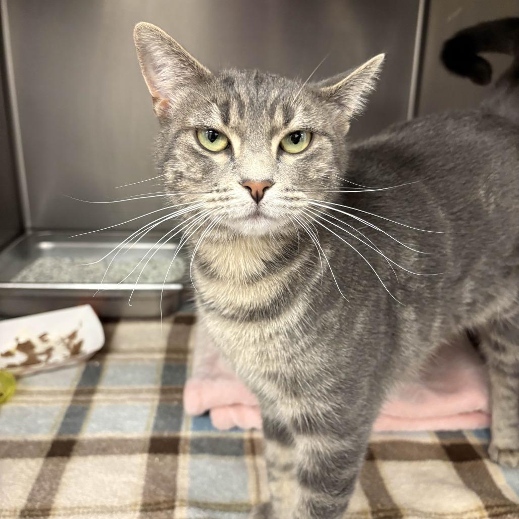 Burlie, Adoptable, Young Female Domestic Short Hair.