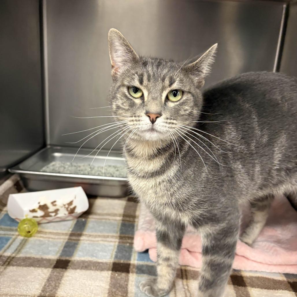 Burlie, a Adoptable Domestic Short Hair in Beaumont, TX image 4/4