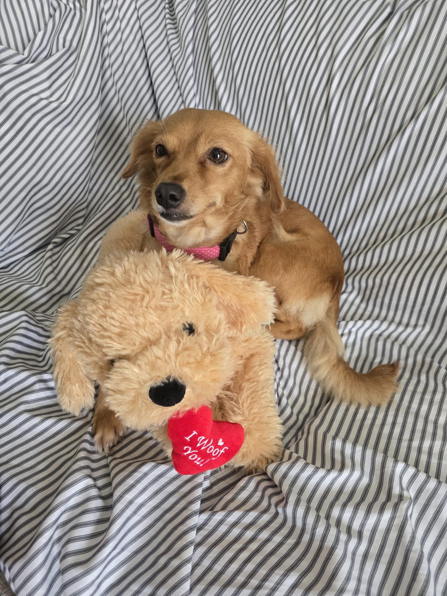 Maya, ADOPTABLE, Adult Female Pomeranian.