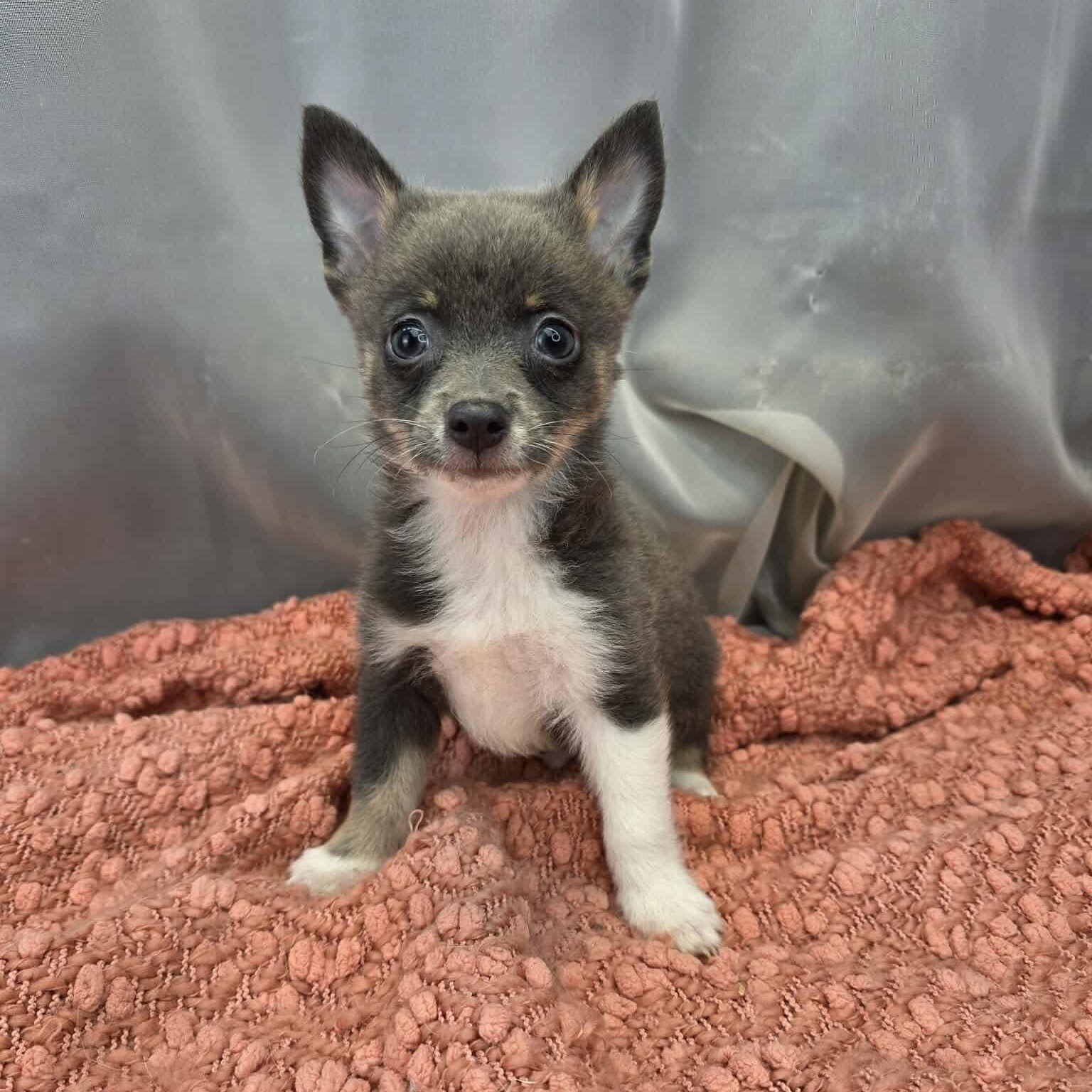 Buford, Adoptable, Puppy Male Chihuahua & Pomeranian.