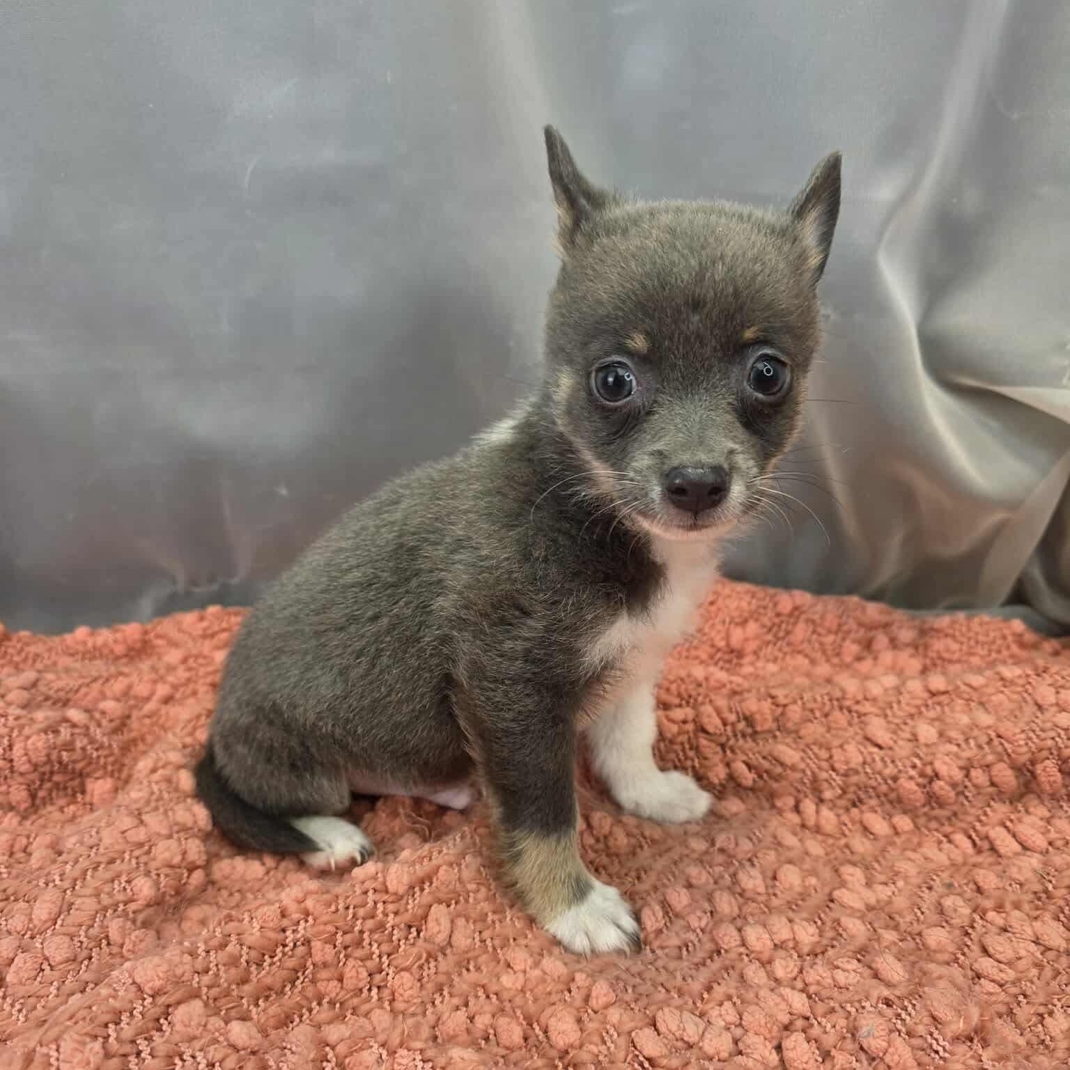 Enlarge Buford, a Adoptable mixed breed in Jackson, MI image 2/5