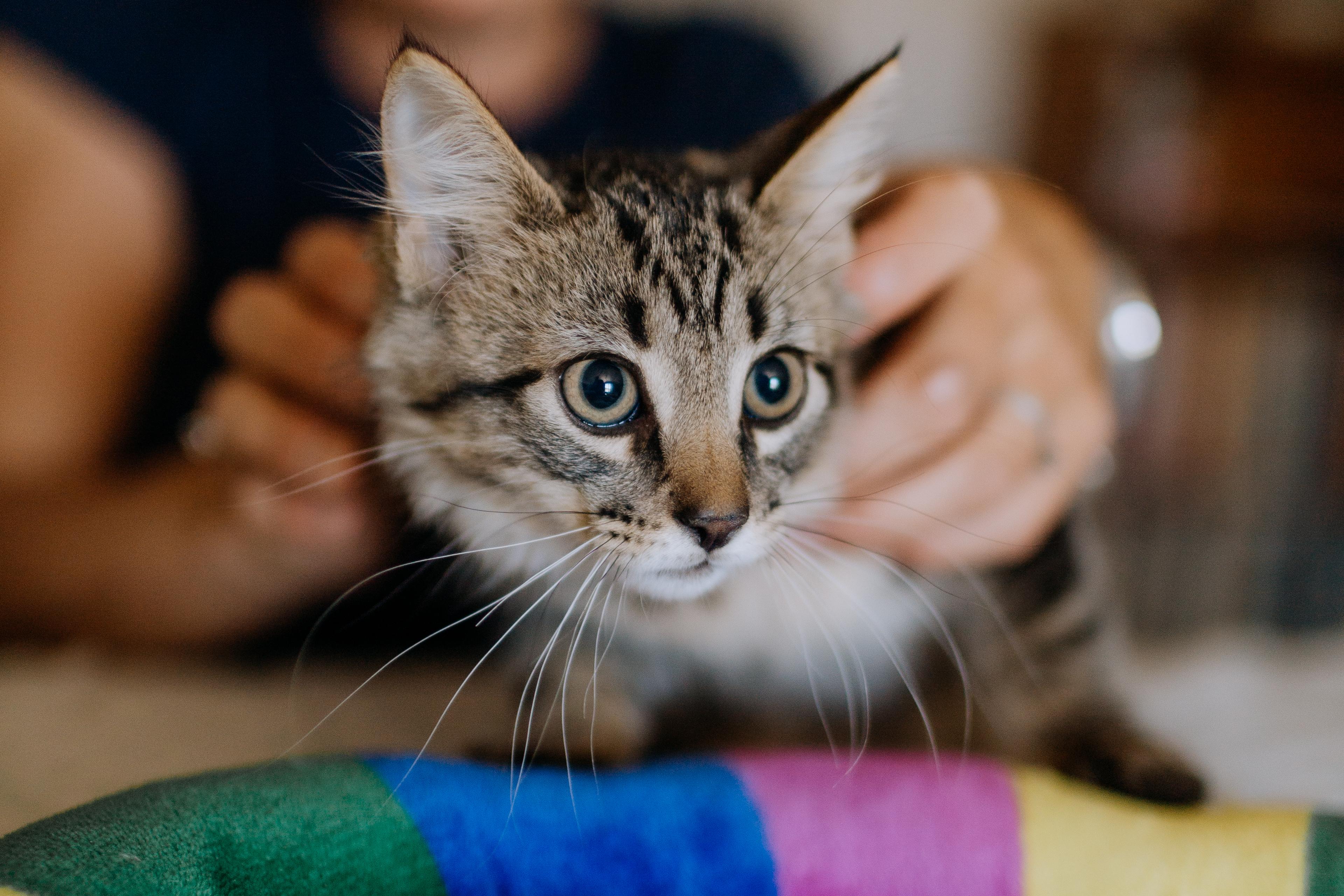FLOOFS, ADOPTABLE, Kitten Male Domestic Long Hair.