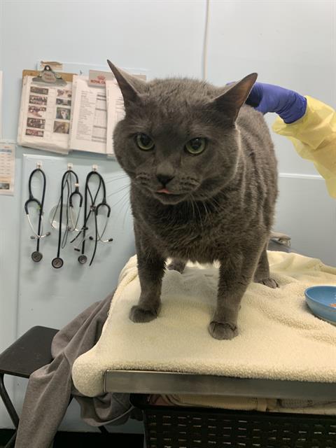 WARIO, Adoptable, Adult Male Domestic Short Hair.