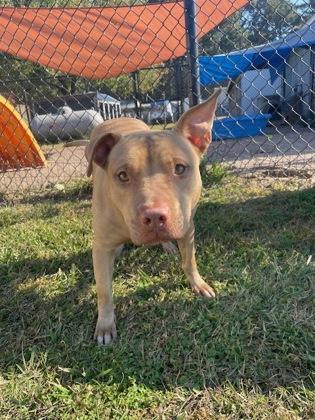 Enlarge Atlas, a Adoptable mixed breed in Batavia, OH image 1/3