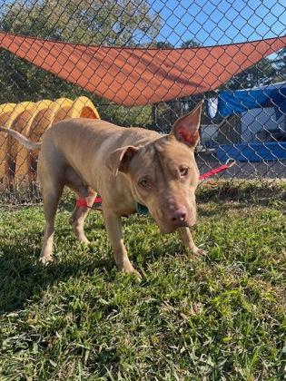 Enlarge Atlas, a Adoptable mixed breed in Batavia, OH image 2/3