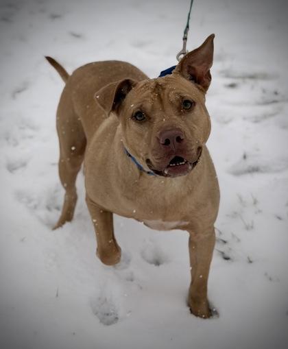 Enlarge Atlas, a Adoptable mixed breed in Batavia, OH image 3/3