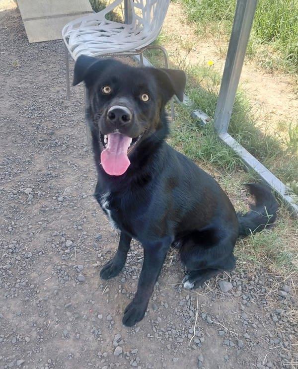 Enlarge Dax, a Adoptable mixed breed in McMinnville, OR image 1/1