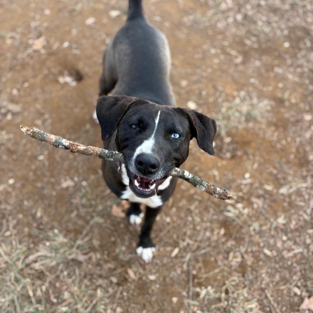Annie, Adoptable, Young Female Mountain Cur & Border Collie.