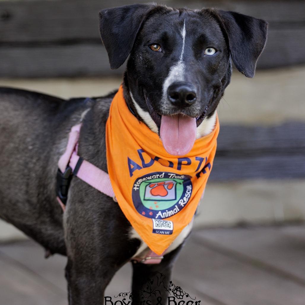 Annie, a Adoptable mixed breed in Fredericksburg, VA image 2/6