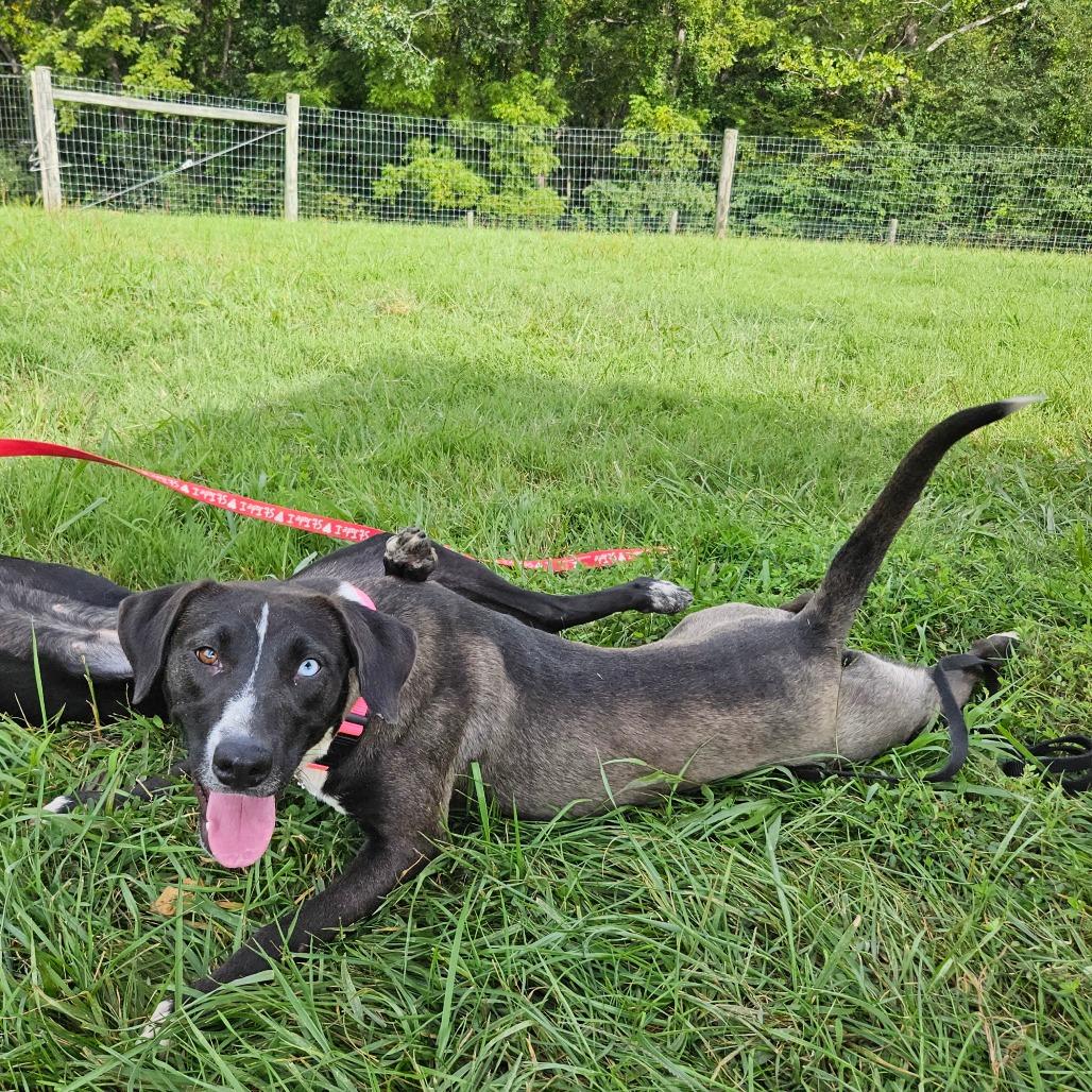 Annie, a Adoptable mixed breed in Fredericksburg, VA image 4/6