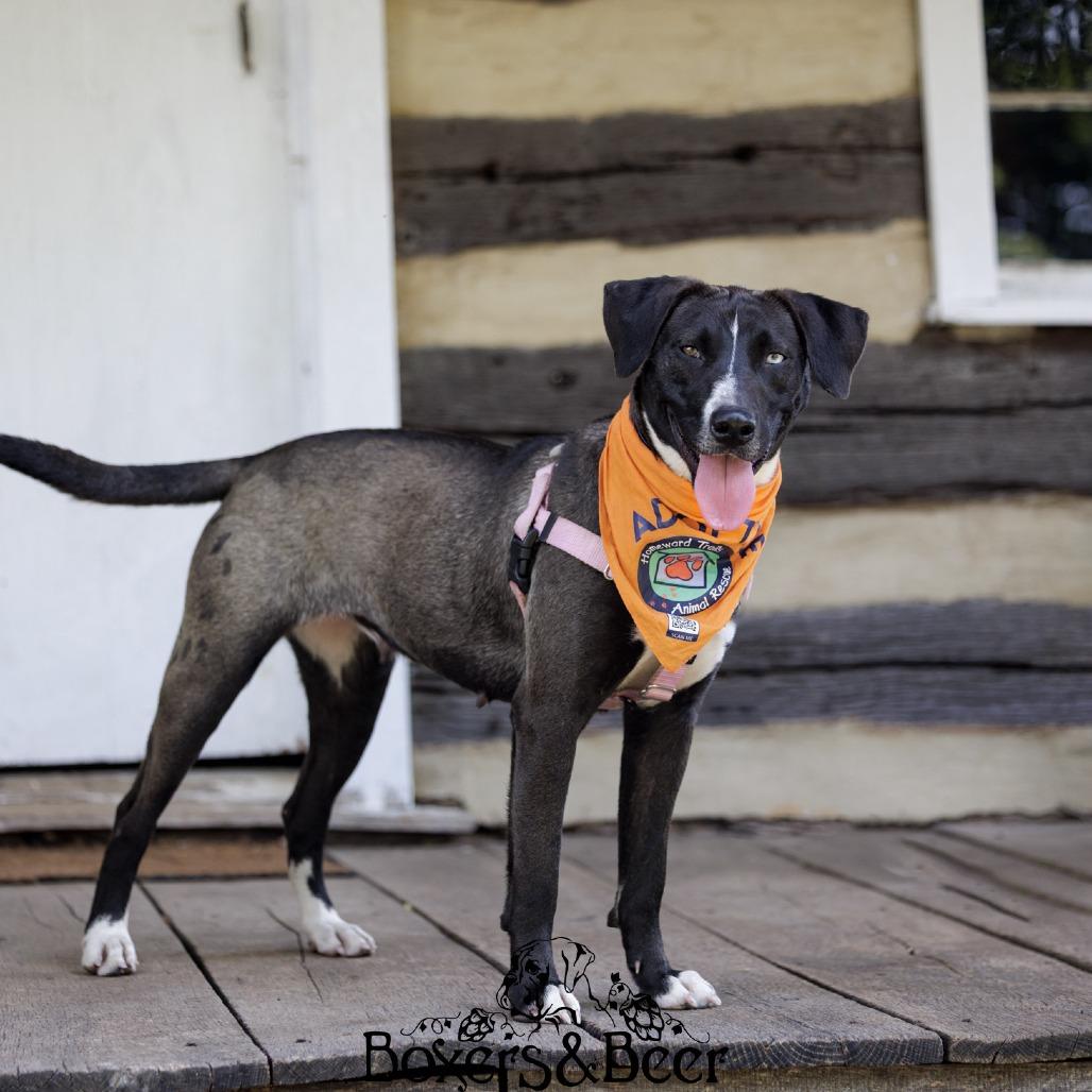 Annie, a Adoptable mixed breed in Fredericksburg, VA image 5/6