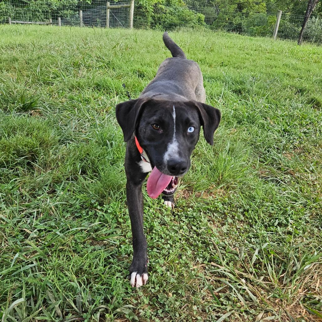 Annie, a Adoptable mixed breed in Fredericksburg, VA image 6/6