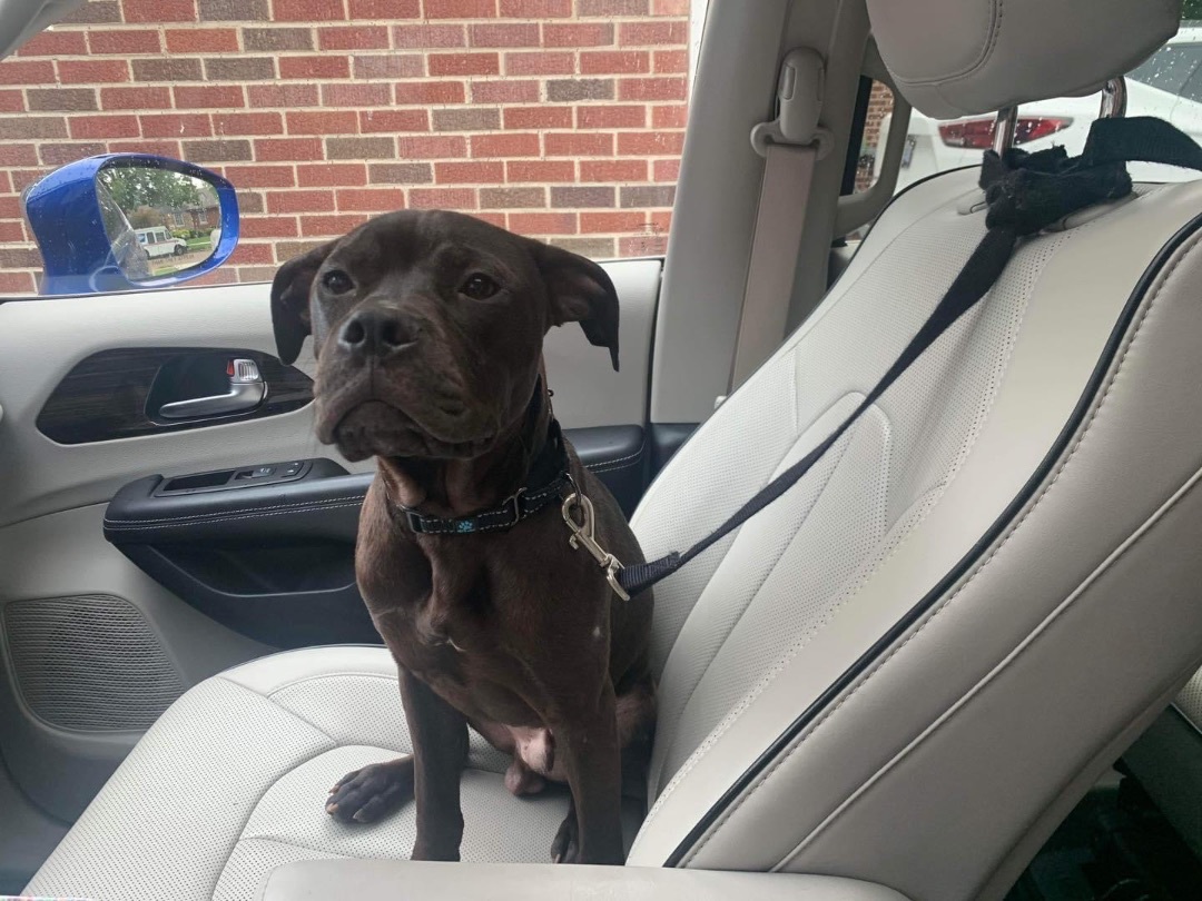 Jefferson, Adopted, Young Male American Bulldog & American Staffordshire Terrier.