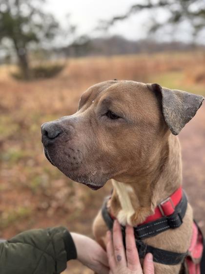 Bochi — thumbnail 3