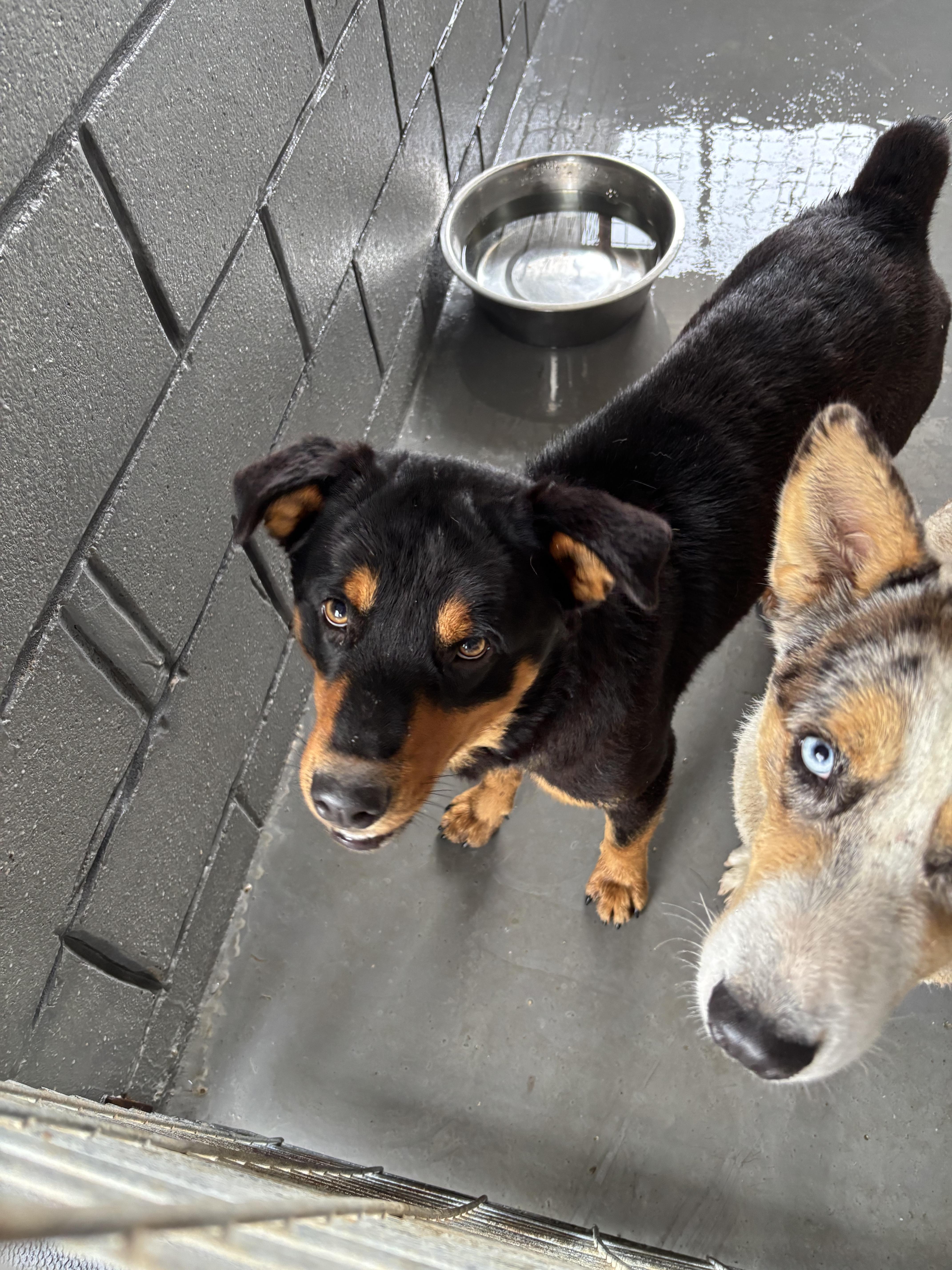 Enlarge Opie, a ADOPTABLE mixed breed in Edna, TX image 1/1