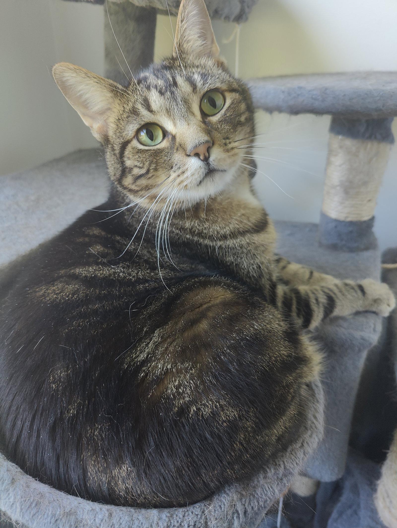 Enlarge BARNEY STINSON (Bonded w/ Marshall), a Adoptable Domestic Short Hair in Elgin, IL image 2/2