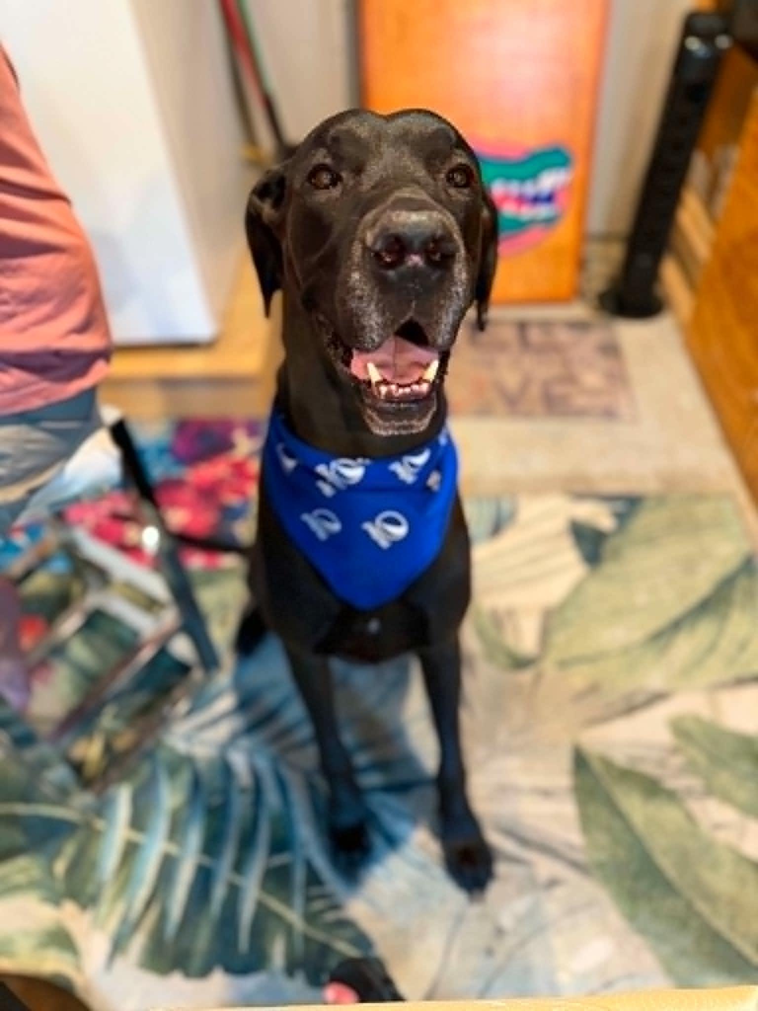 Enlarge Kaiser, an adoptable Great Dane in Pensacola, FL image 6/6