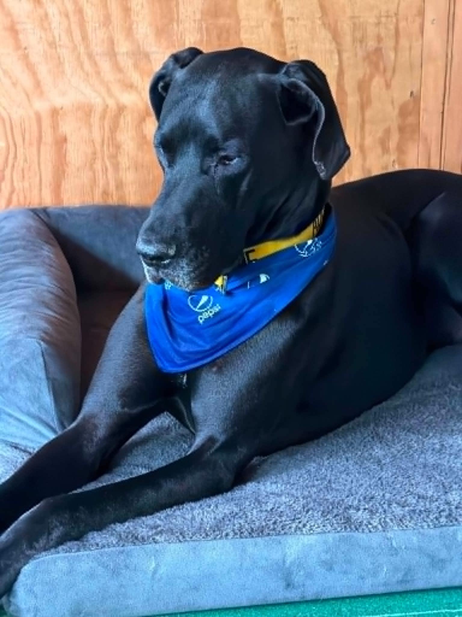 Enlarge Kaiser, an adoptable Great Dane in Pensacola, FL image 4/6