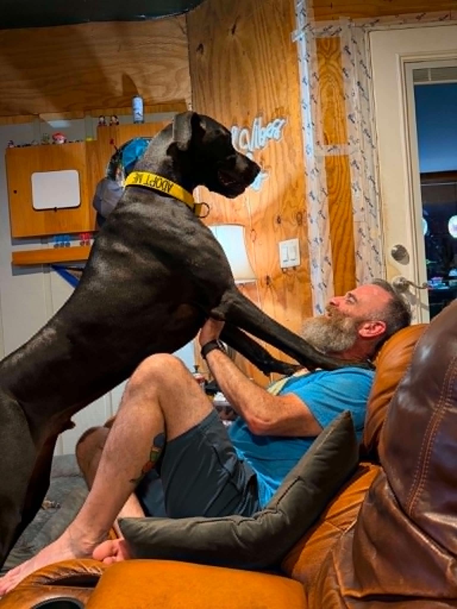 Enlarge Kaiser, an adoptable Great Dane in Pensacola, FL image 3/6