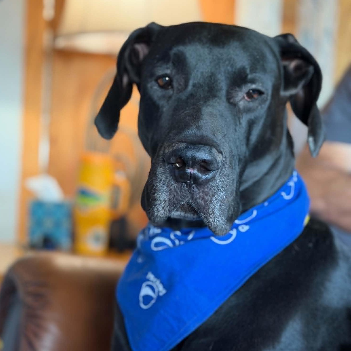 Kaiser, adoptable, Adult Male Great Dane.