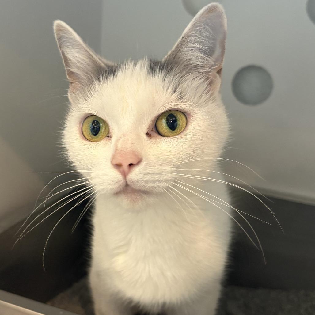 Birdie, Adoptable, Young Female Domestic Short Hair.