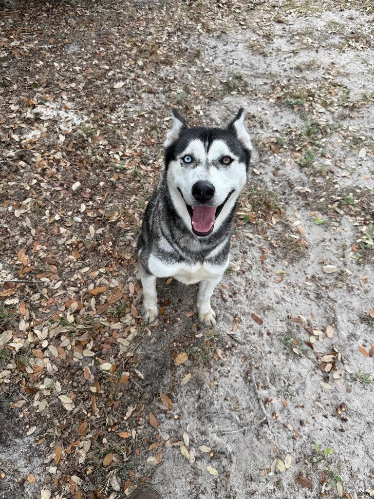 Arcanine, Adoptable, Adult Male Husky & Mixed Breed.