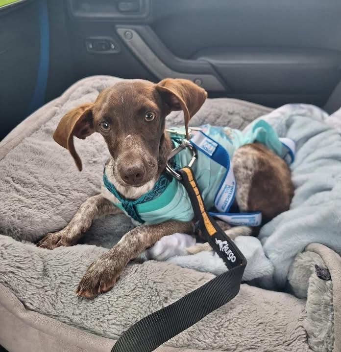 Xyla, ADOPTABLE, Puppy Female Dachshund.