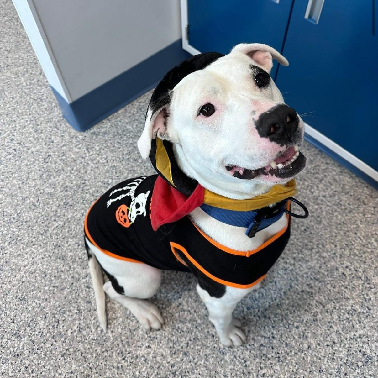 Neko, ADOPTABLE, Adult Male American Bulldog.