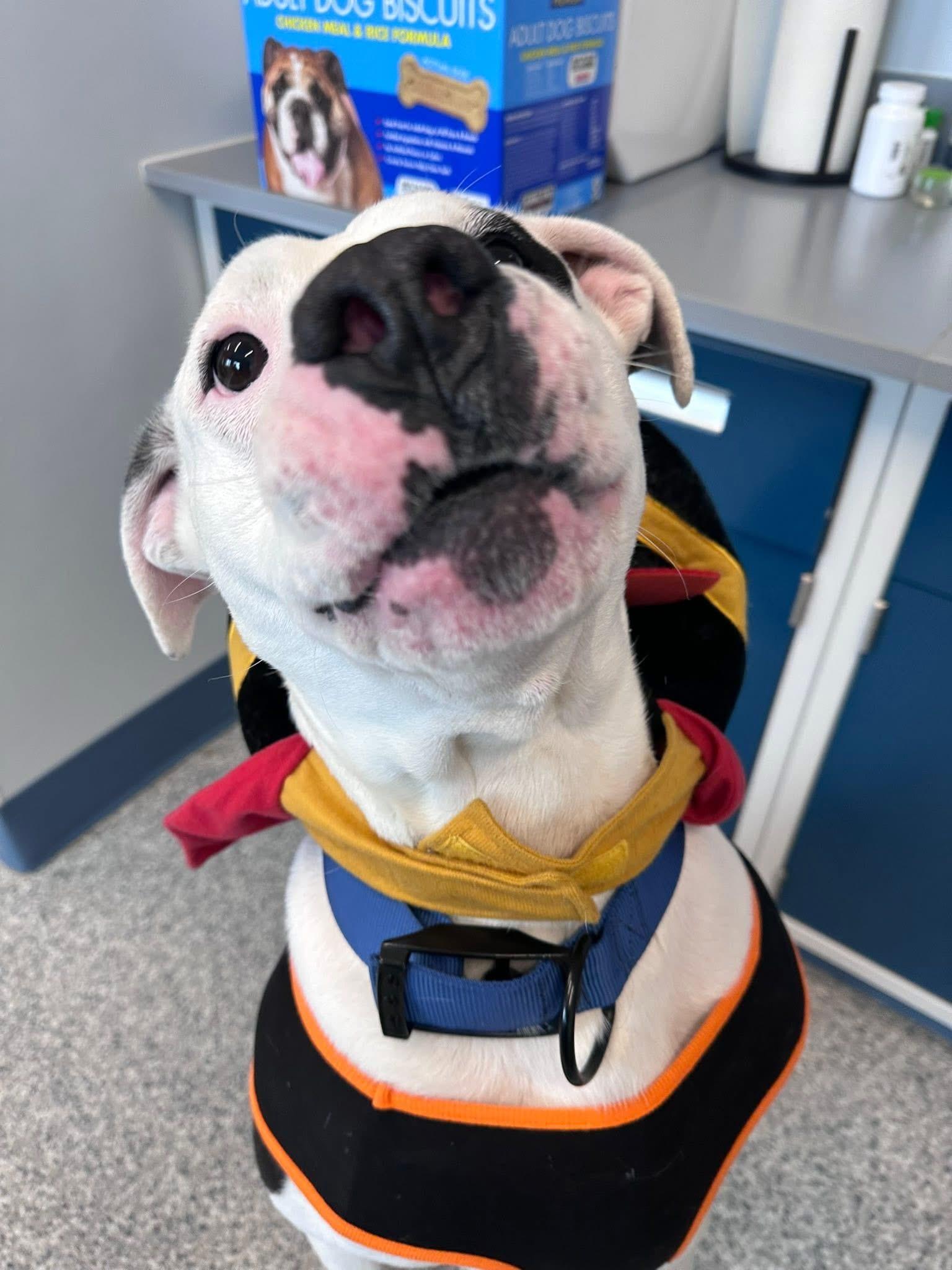 Neko, a ADOPTABLE mixed breed in Prineville, OR image 3/6