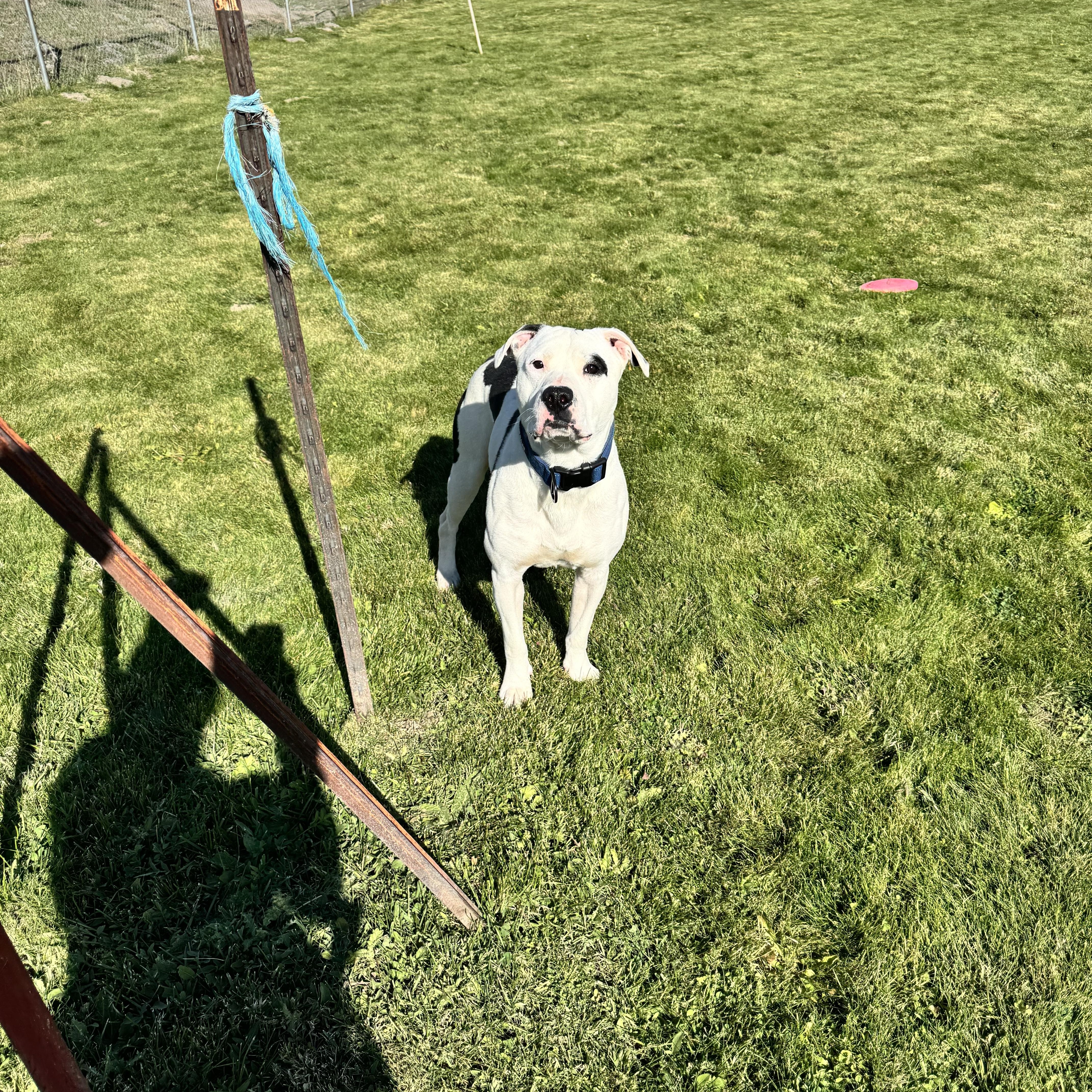 Neko, a ADOPTABLE mixed breed in Prineville, OR image 4/6
