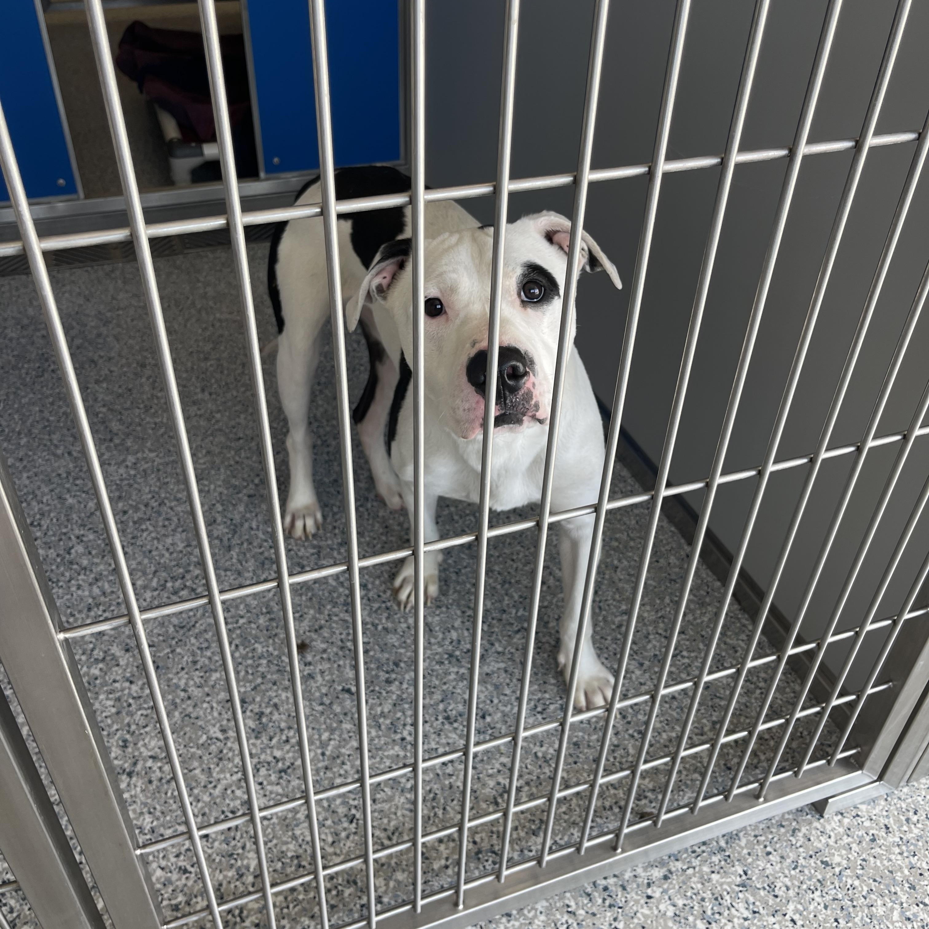 Neko, a ADOPTABLE mixed breed in Prineville, OR image 5/6