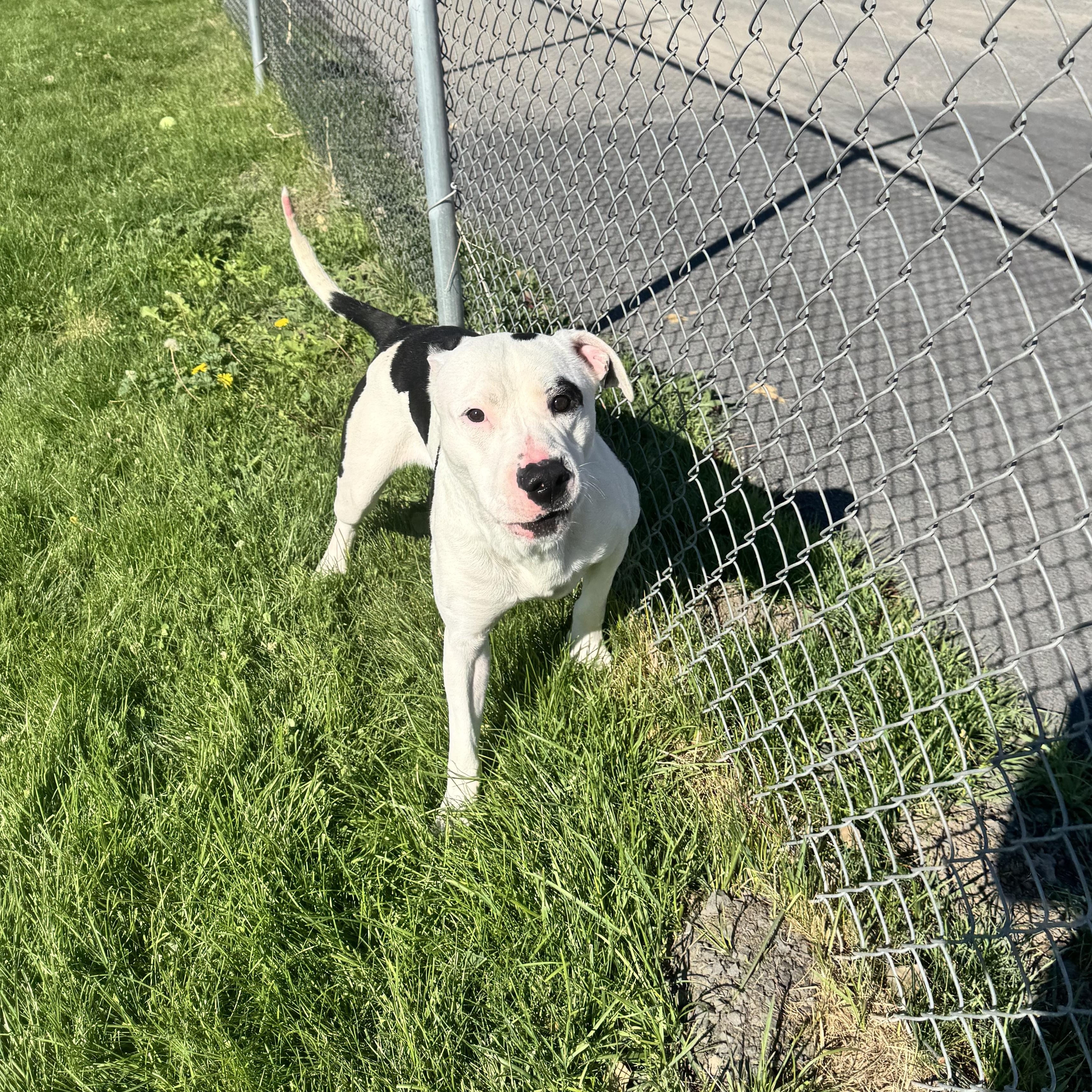 Neko, a ADOPTABLE mixed breed in Prineville, OR image 6/6