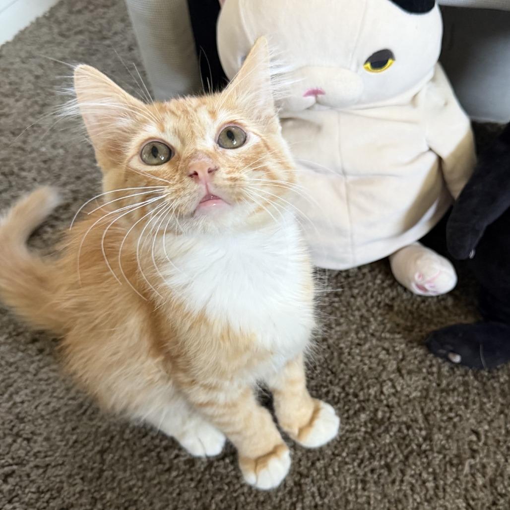 Aki, a Adoptable Domestic Medium Hair in Costa Mesa, CA image 1/4