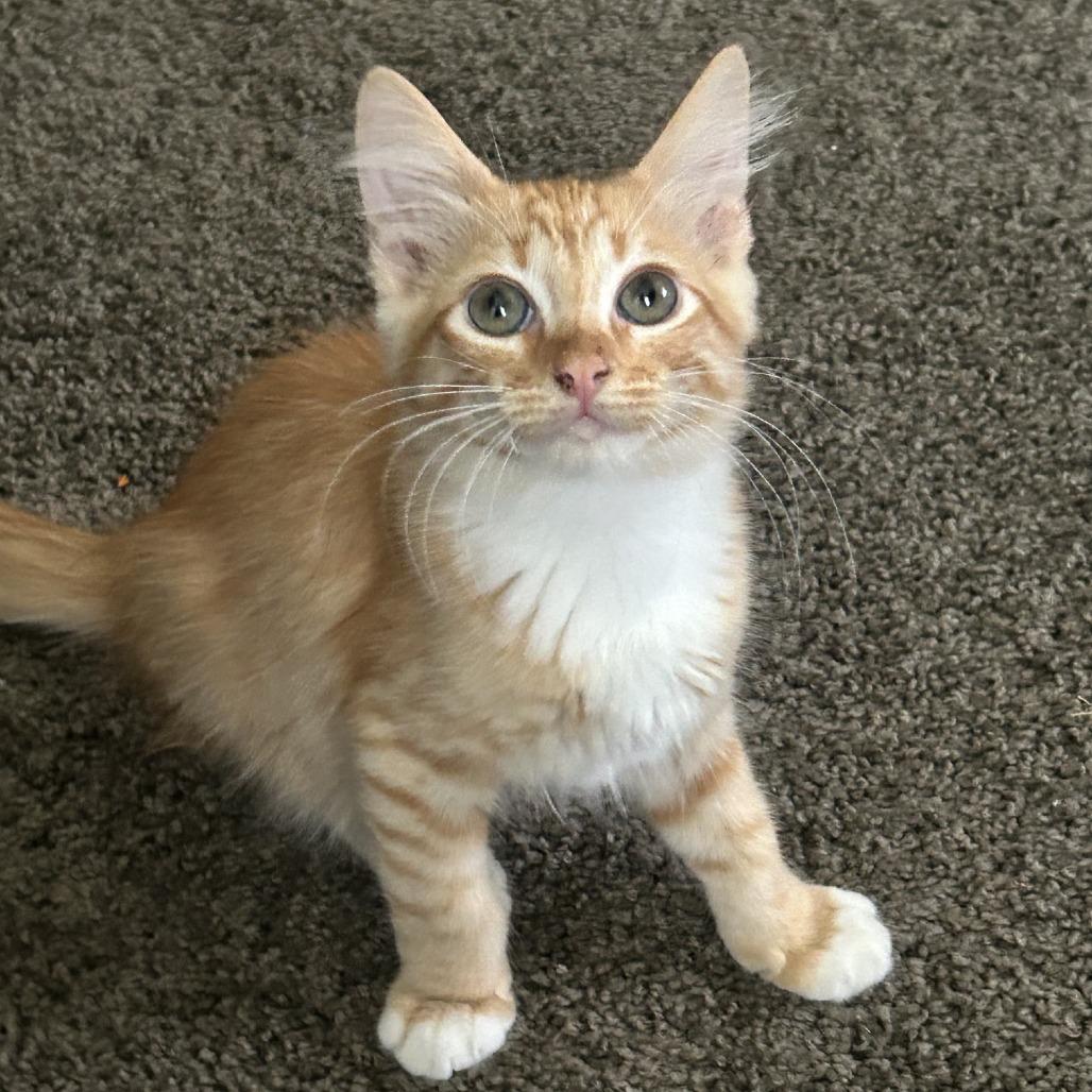 Aki, a Adoptable Domestic Medium Hair in Costa Mesa, CA image 2/4
