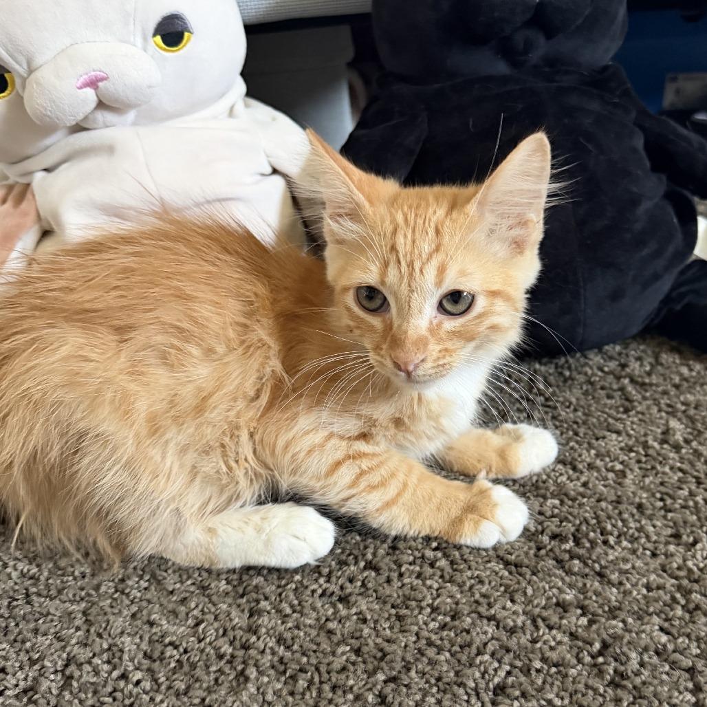 Aki, a Adoptable Domestic Medium Hair in Costa Mesa, CA image 3/4