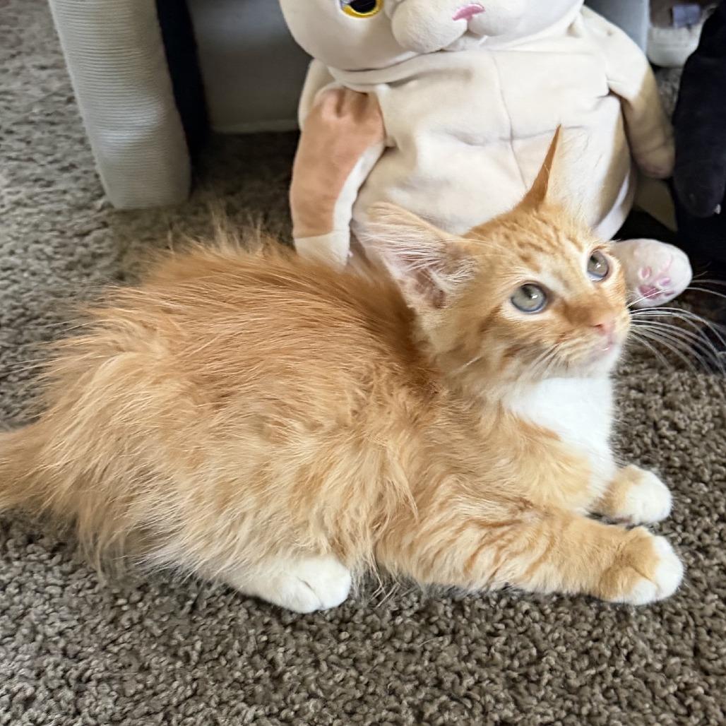Aki, a Adoptable Domestic Medium Hair in Costa Mesa, CA image 4/4