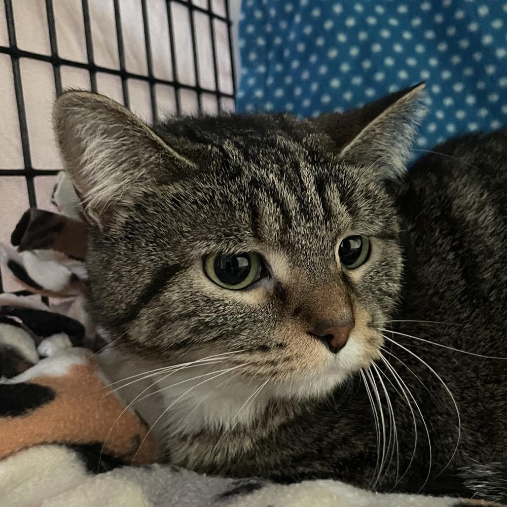 Nani, Adoptable, Young Female Domestic Short Hair.