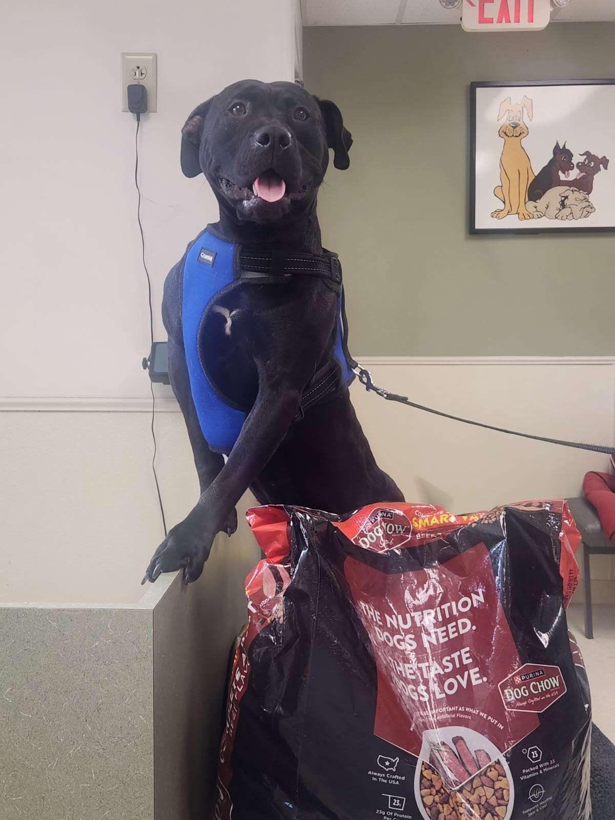 Pepper, a Adoptable American Staffordshire Terrier in Binghamton, NY image 1/2