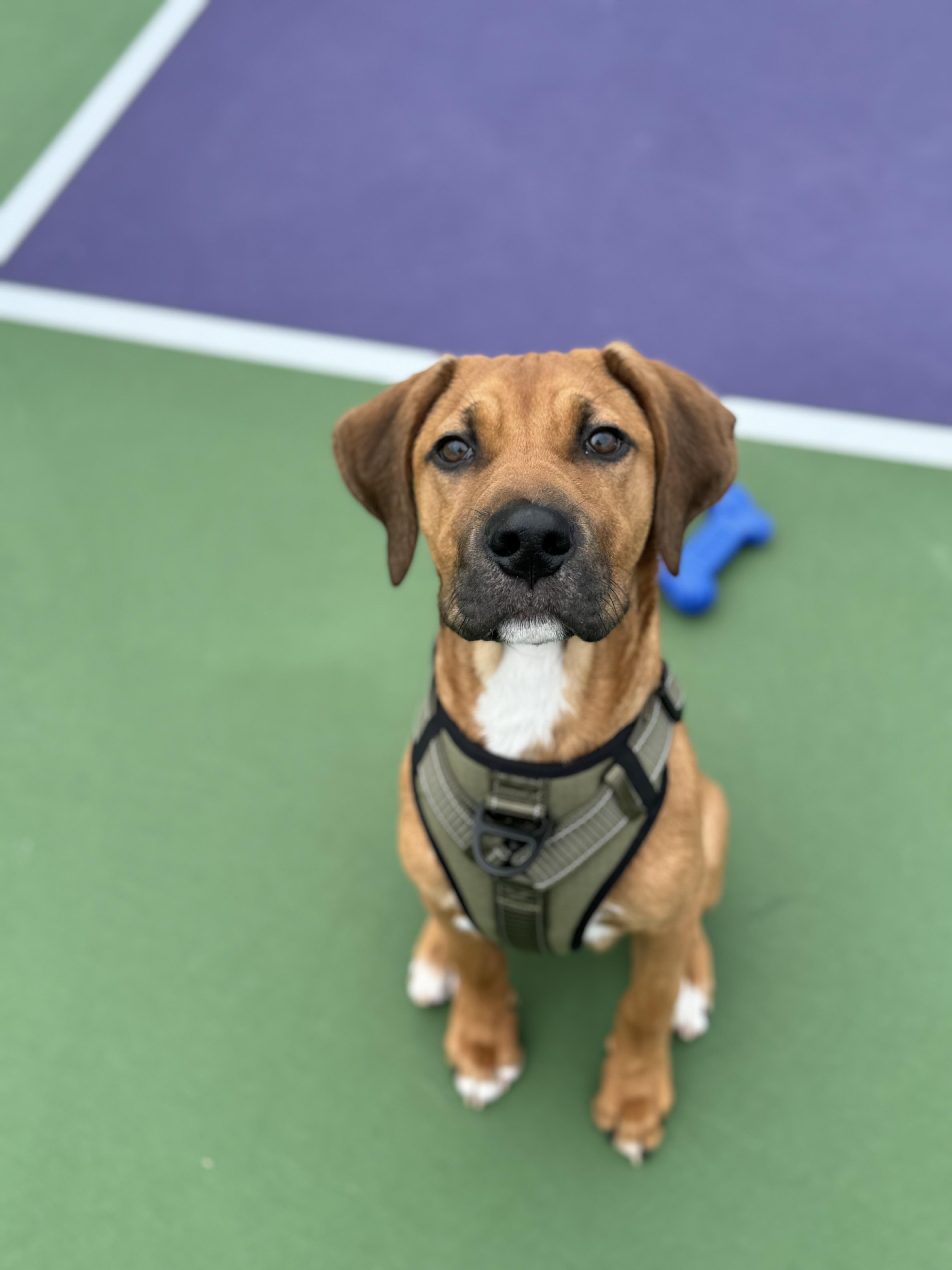 Enlarge Doc *** Courtesy Post *** , a ADOPTABLE Mixed Breed in Kenosha, WI image 2/4