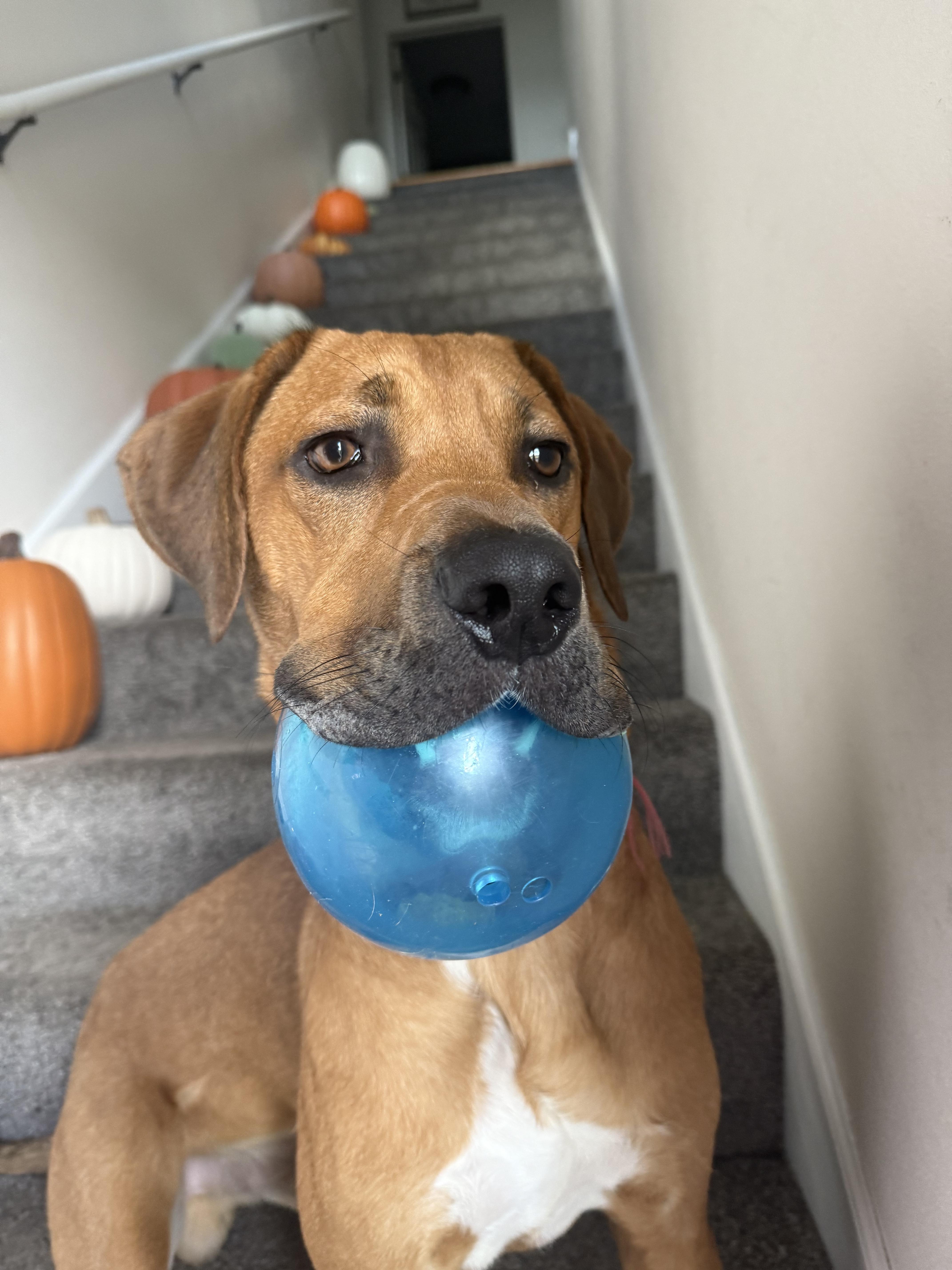 Enlarge Doc *** Courtesy Post *** , a ADOPTABLE Mixed Breed in Kenosha, WI image 3/4