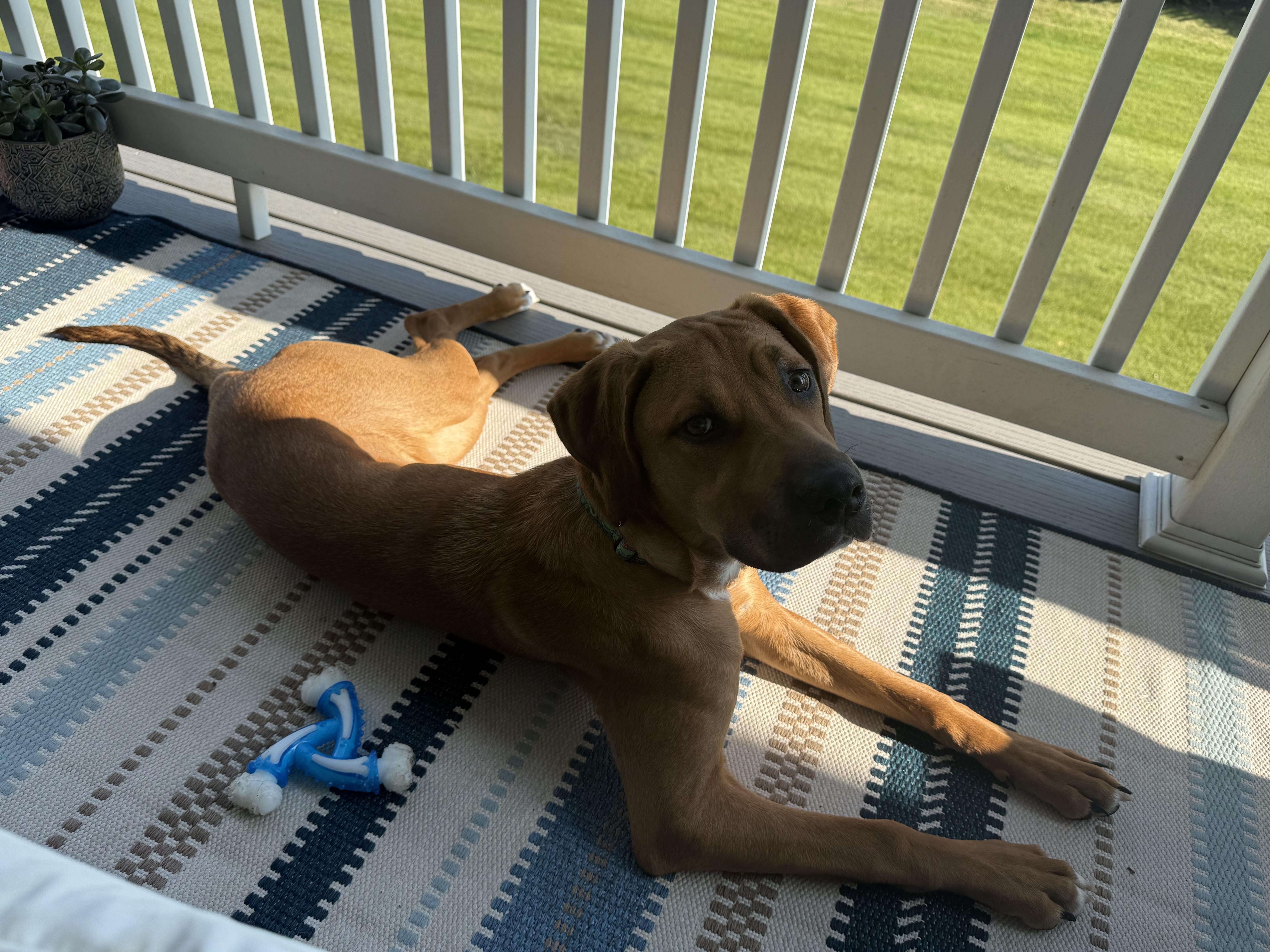 Enlarge Doc *** Courtesy Post *** , a ADOPTABLE Mixed Breed in Kenosha, WI image 1/4