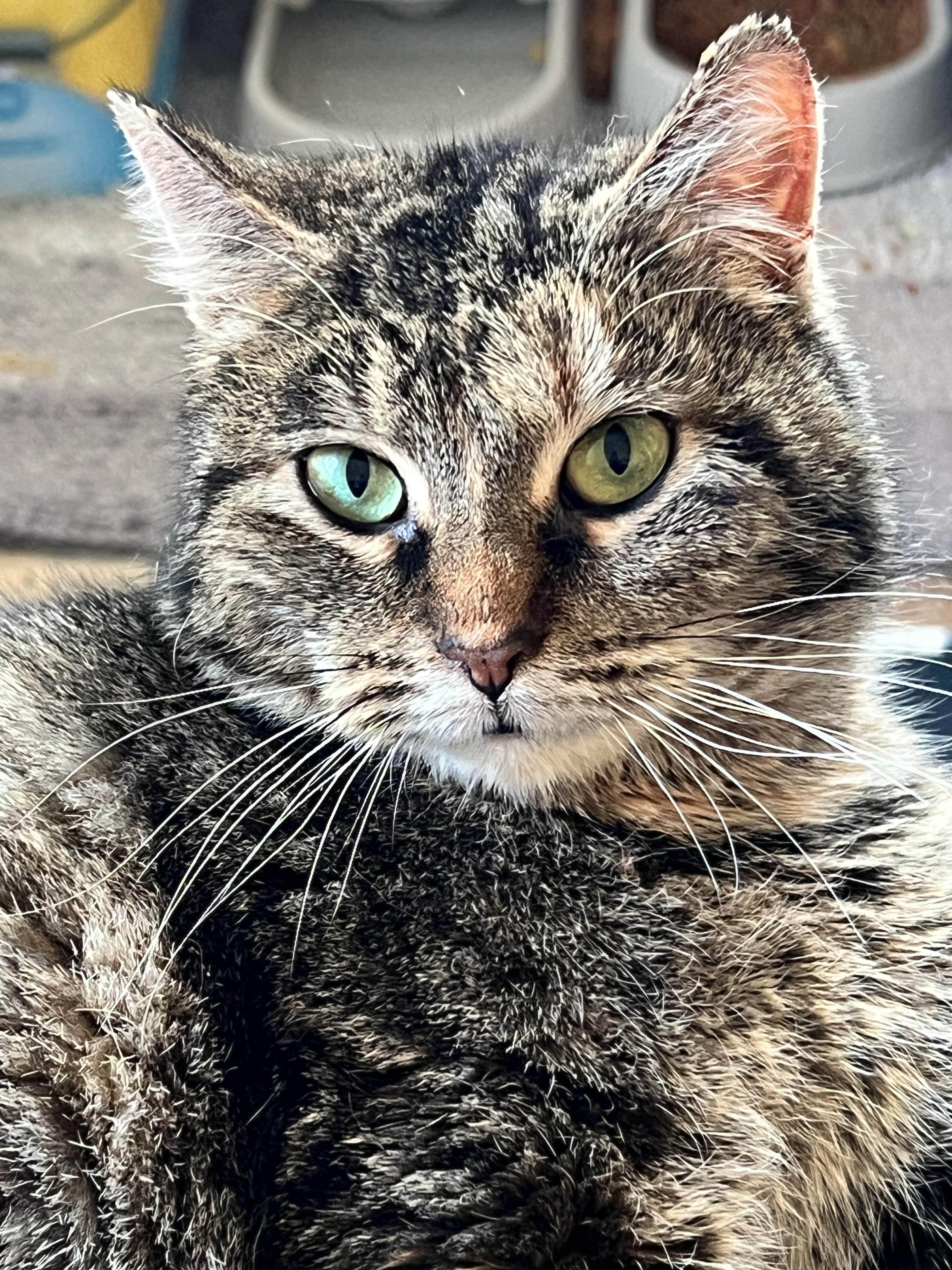 Enlarge Vangie, a Adoptable Domestic Short Hair in Rio Linda, CA image 1/1