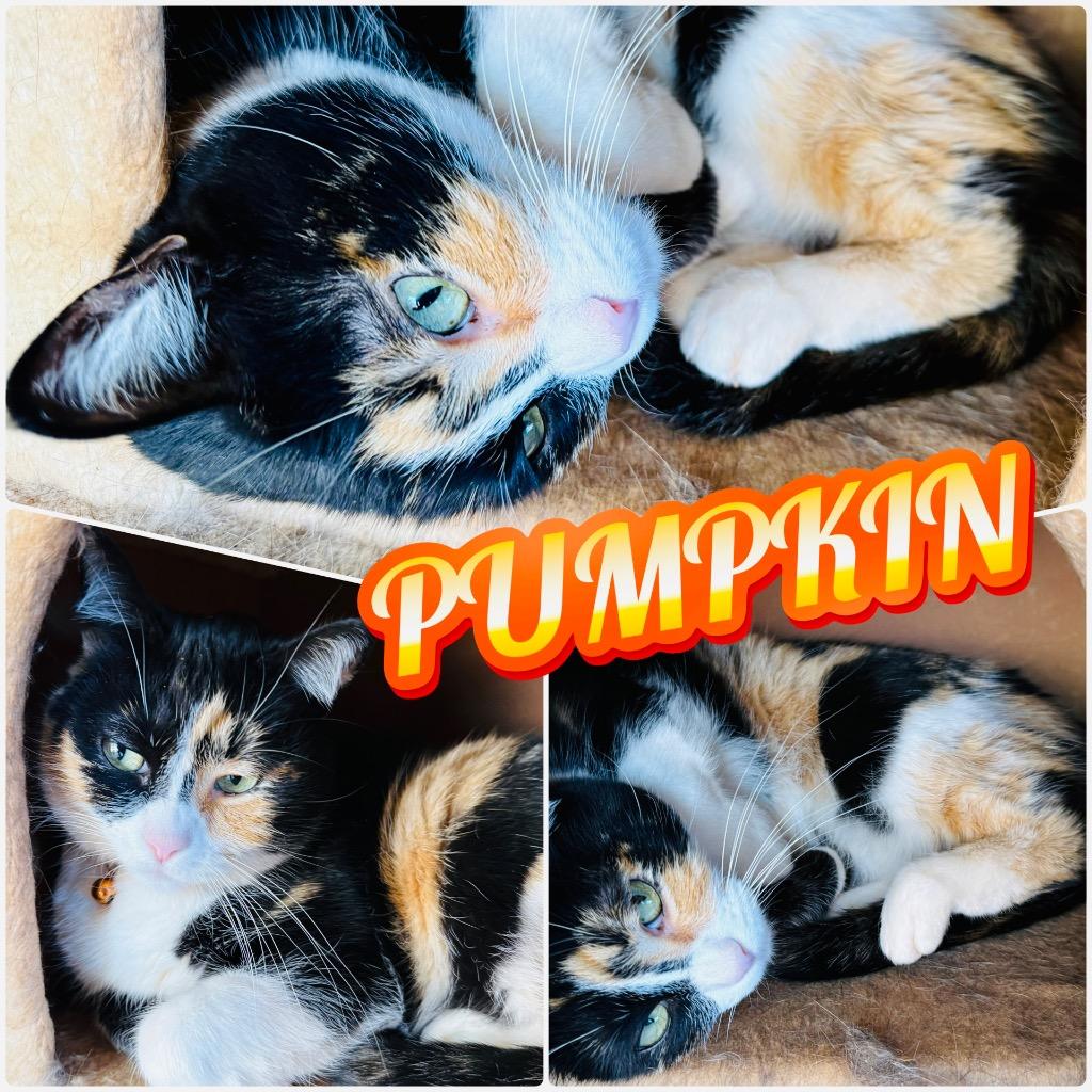Enlarge Pumpkin, a Adoptable Domestic Short Hair in Saint George, UT image 1/1