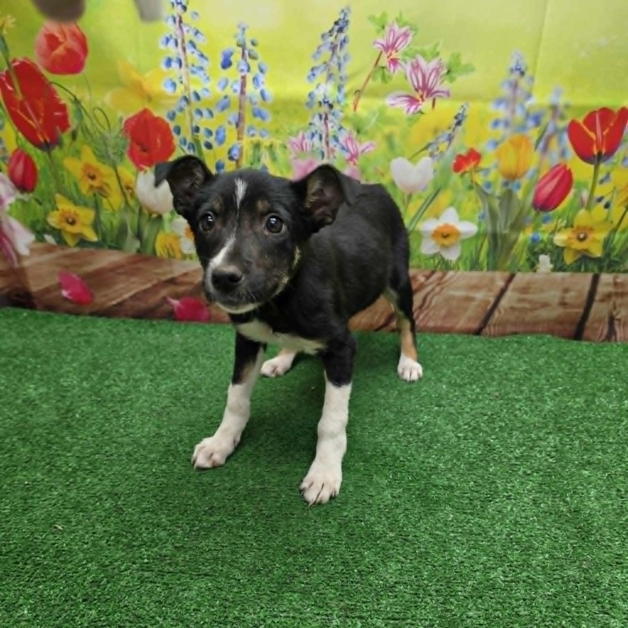 Cupcake, a ADOPTABLE Terrier in Statesboro, GA image 2/2