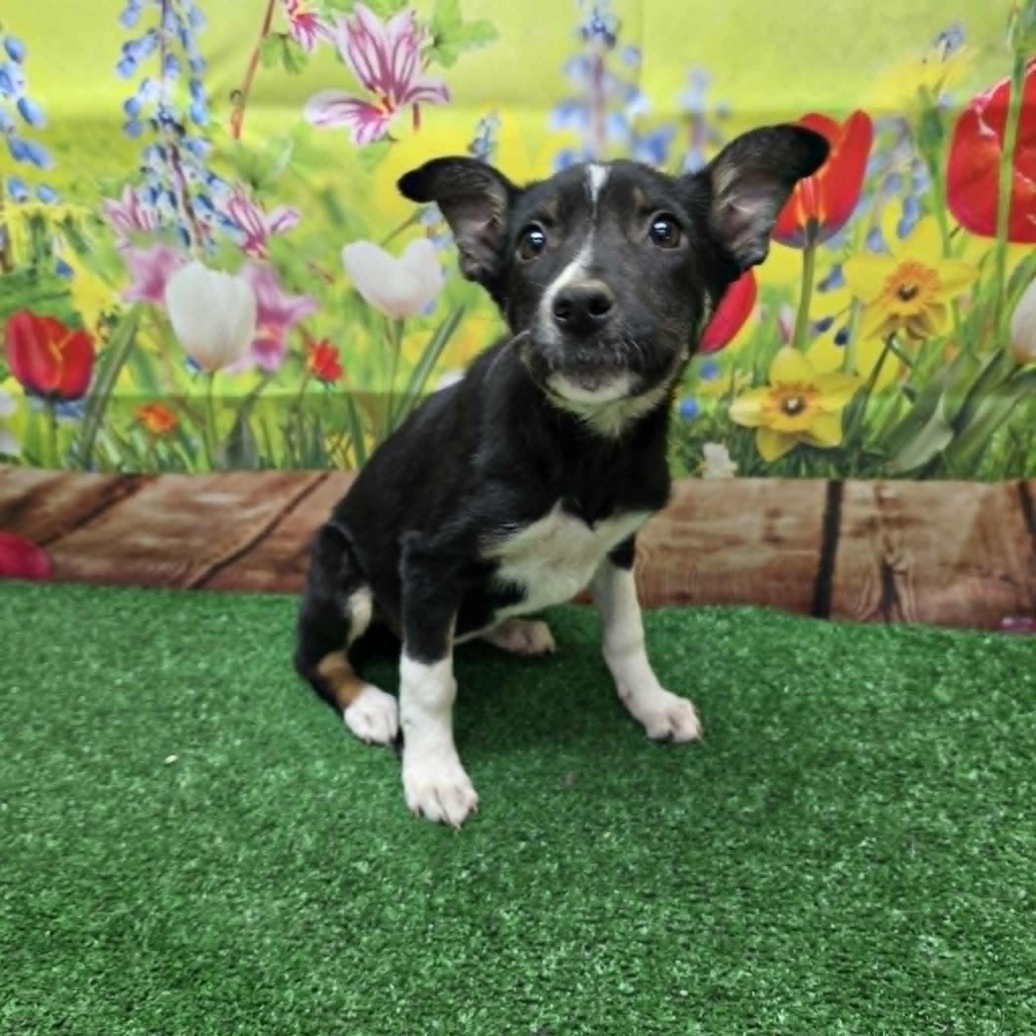 Cupcake, a ADOPTABLE Terrier in Statesboro, GA image 1/2