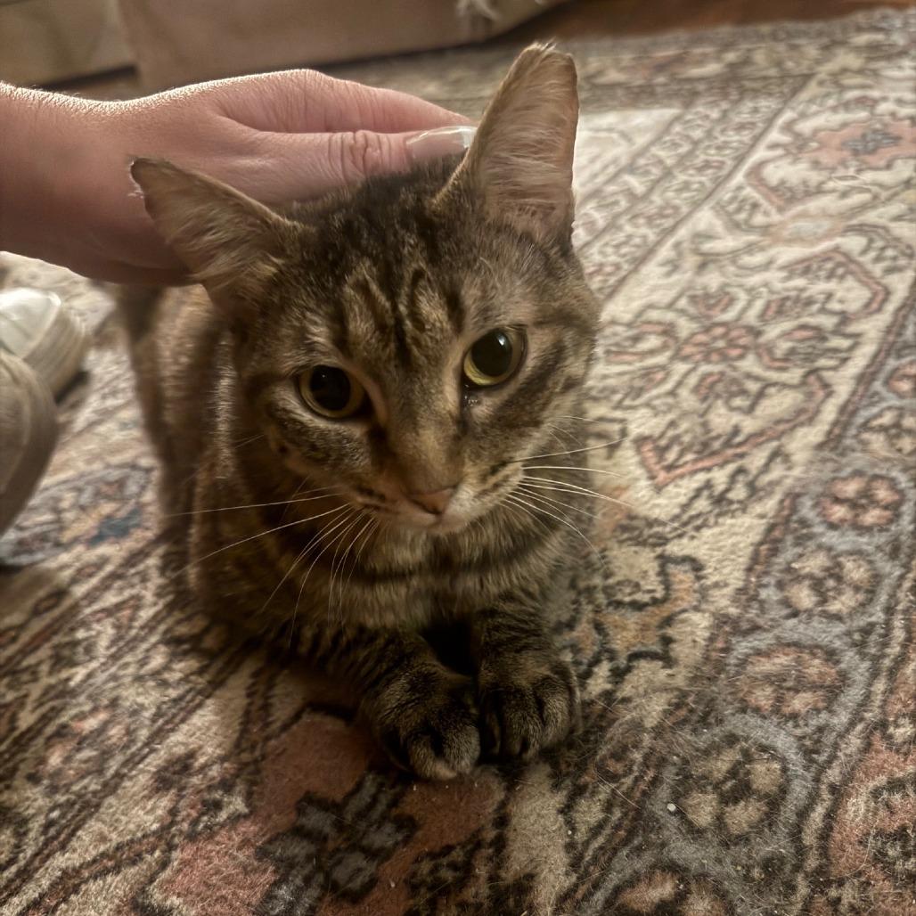 Enlarge Lucille Bluth, a Adoptable Domestic Short Hair in St. Louis, MO image 1/4