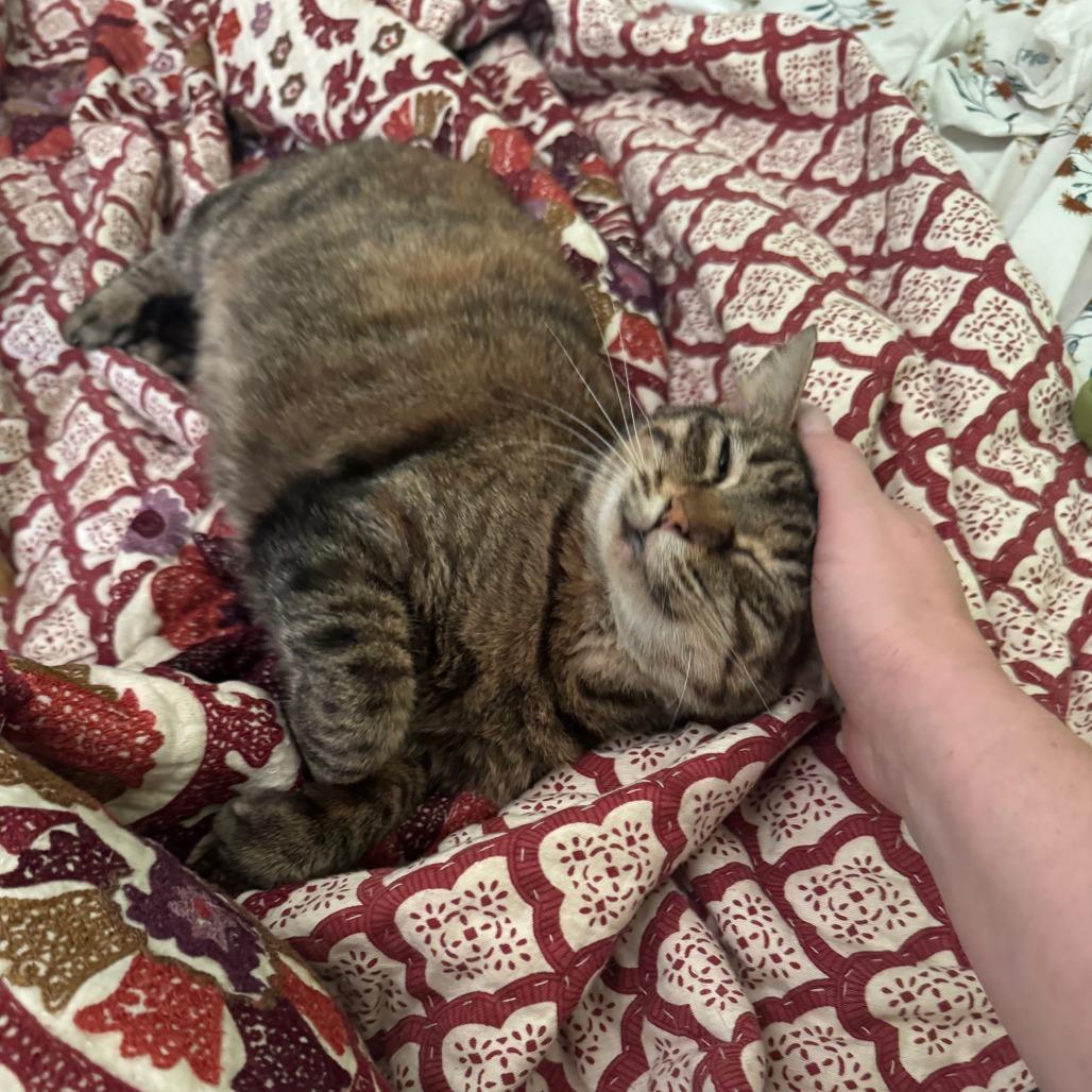 Enlarge Lucille Bluth, a Adoptable Domestic Short Hair in St. Louis, MO image 2/4