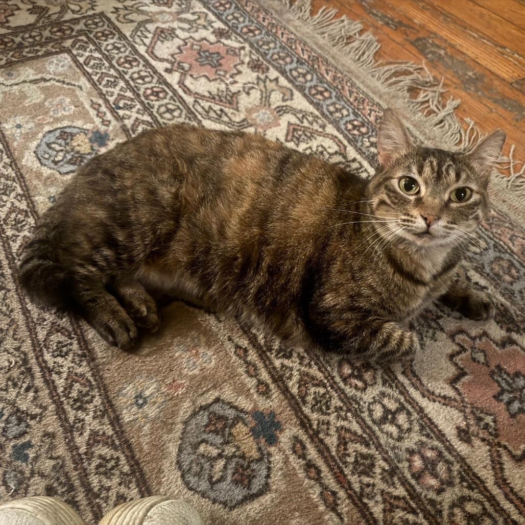 Enlarge Lucille Bluth, a Adoptable Domestic Short Hair in St. Louis, MO image 4/4