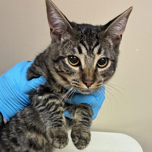 Enlarge Maddox, a Adoptable mixed breed in Troutdale, OR image 1/1