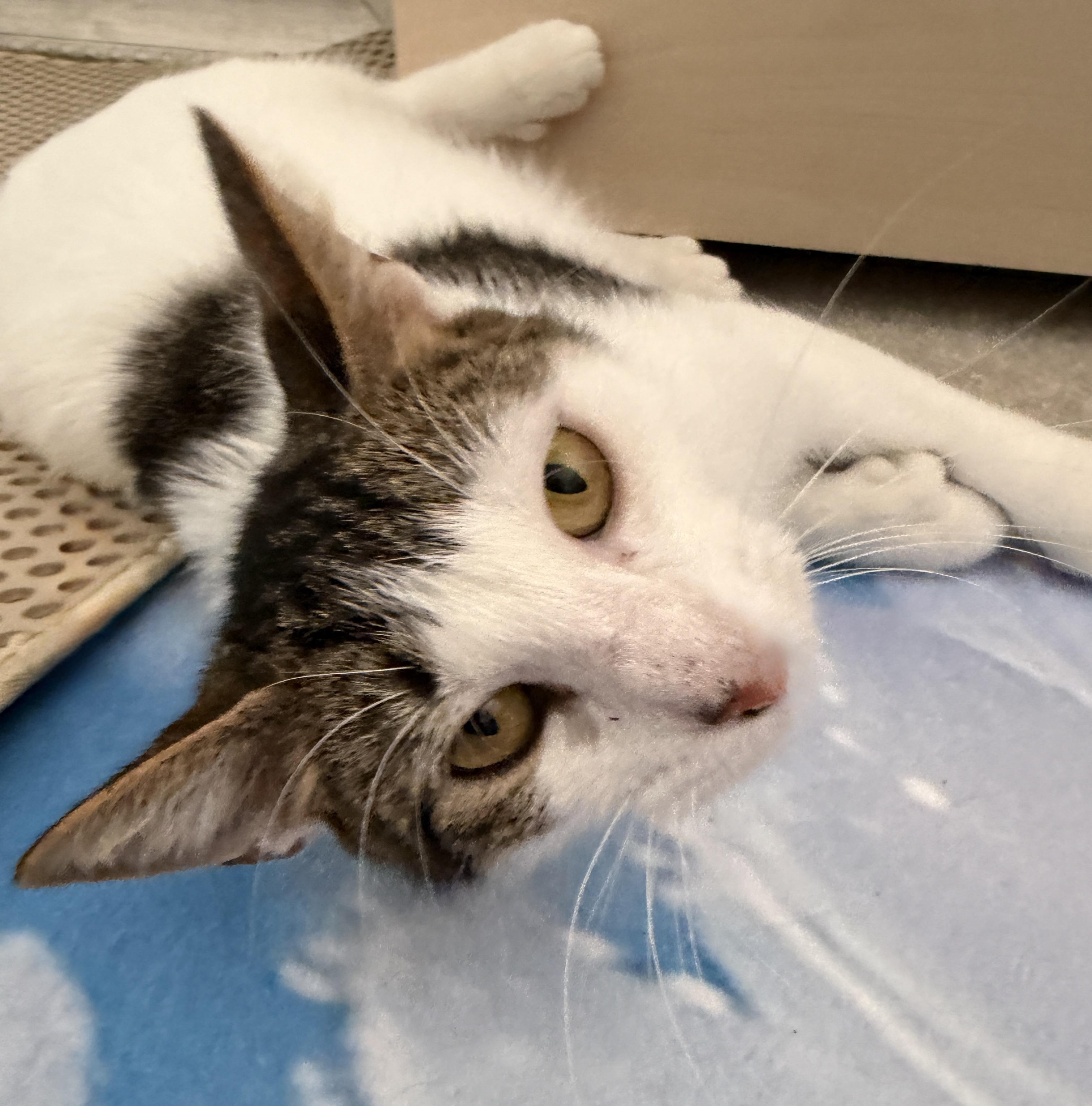 Enlarge Polly Peeps: Extra Toes, Extra Love, a ADOPTABLE mixed breed in Austin, TX image 1/5